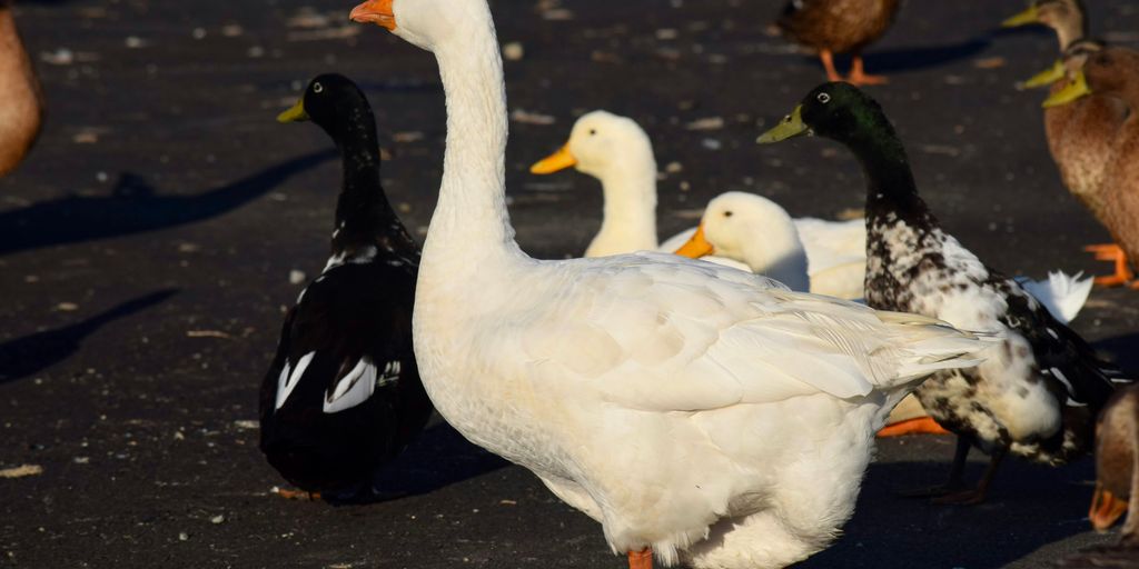 a group of ducks and ducks walking on a road