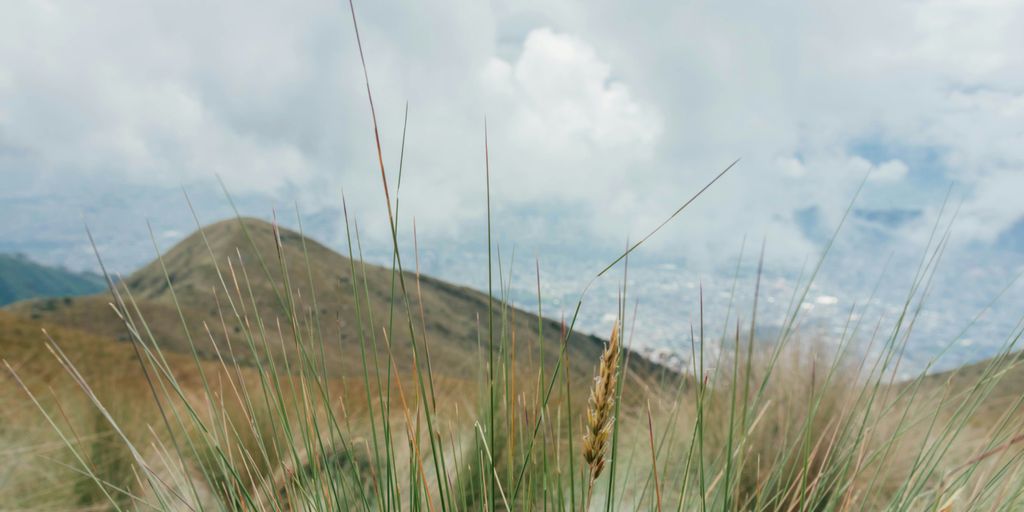 a grassy area with a hill in the background